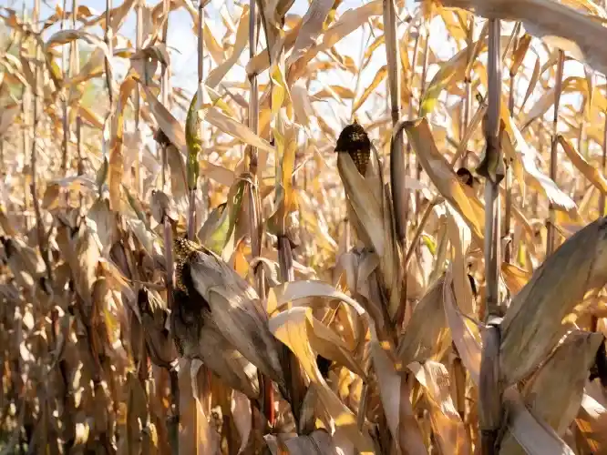 dry corn stalk