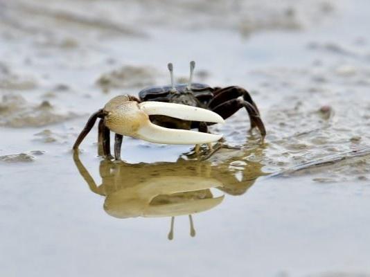 a crab on the beach