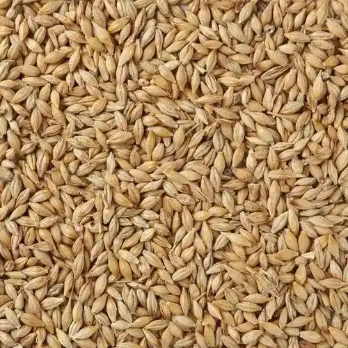 barley seeds