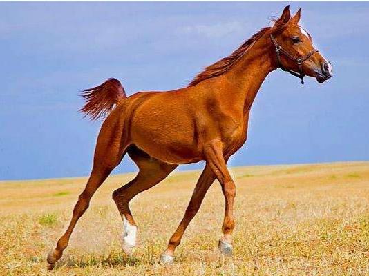 brown horse