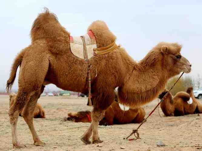 camels in the desert