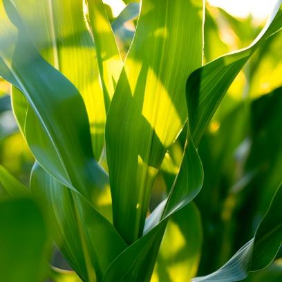 corn leaves