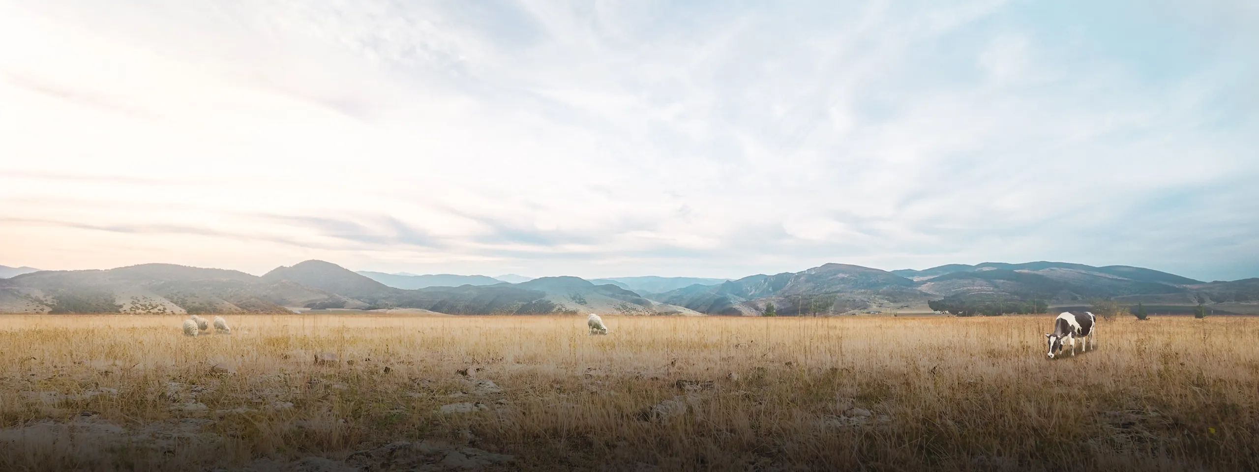 a cow and sheep grazing in a golden grass field