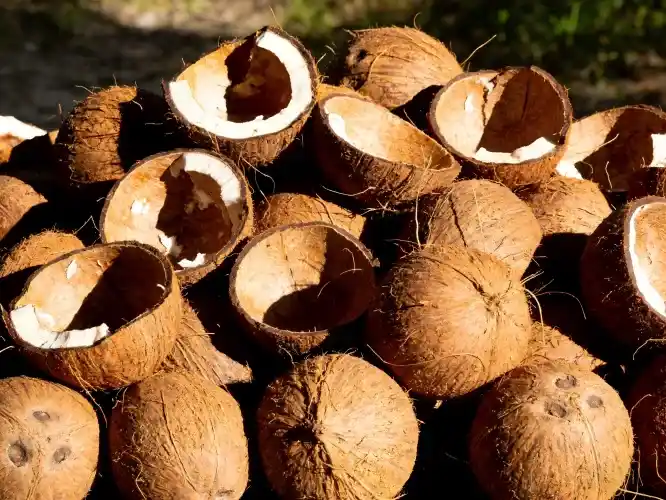 recycling coconut shells