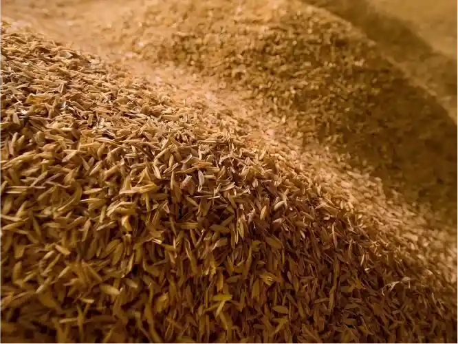 rice husks