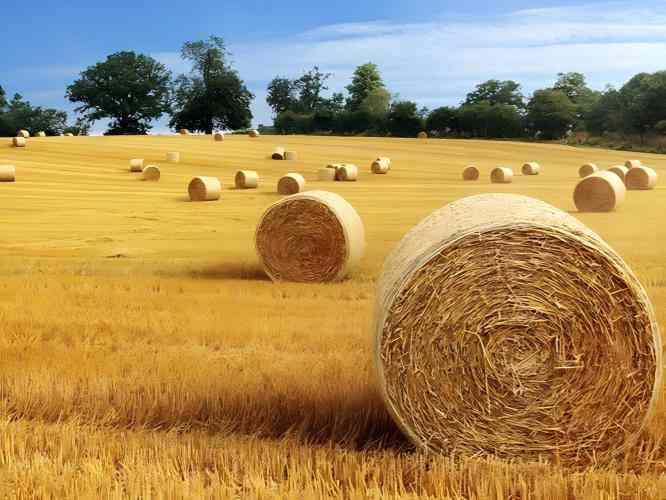 hay bales