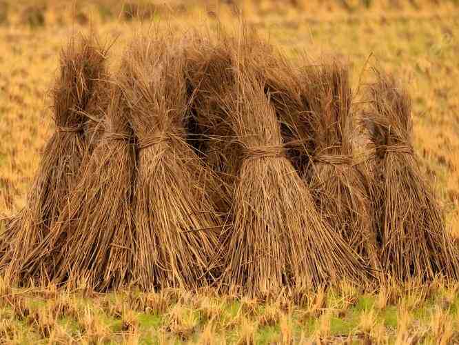 rice straw stacked in bundles
