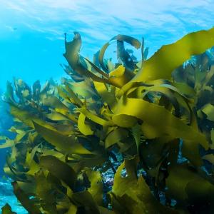 seaweed