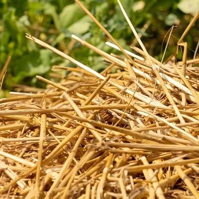 biologisch abbaubares Weizenstroh