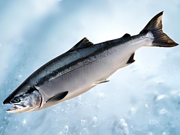 Atlantic salmon