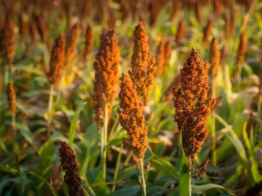 Sorgo