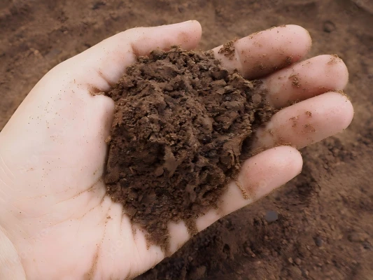 Palm Kernel Meal