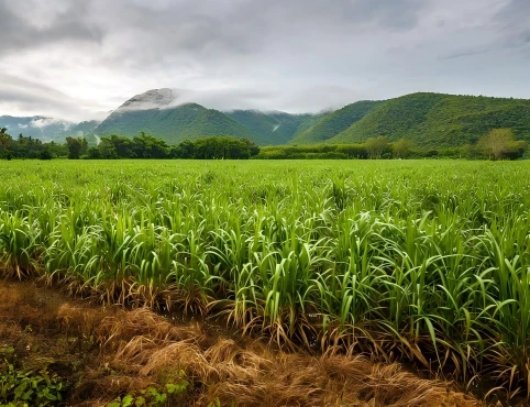 Sugarcane Plantation
