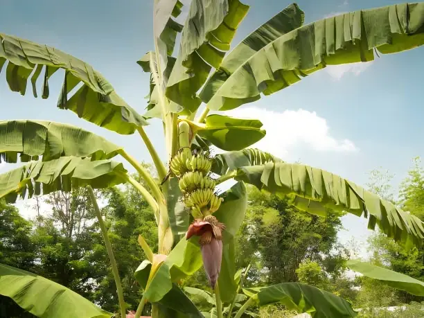 banana stalks