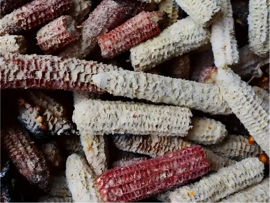 corn cobs