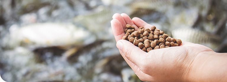 dry fish feed pellets