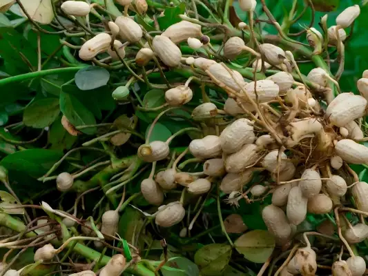 peanut vines