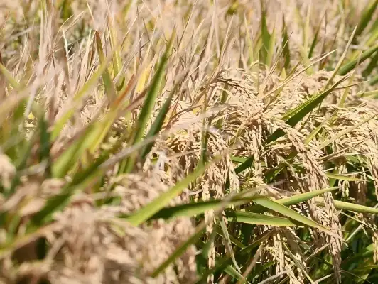 rice stalks
