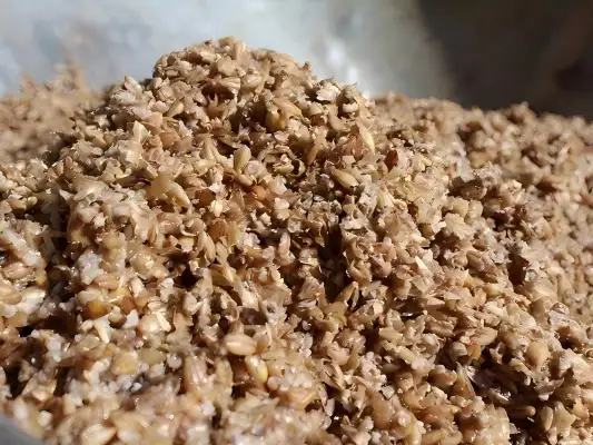 spent grain