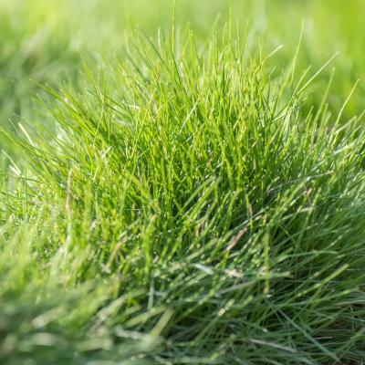 rumput fescue keras