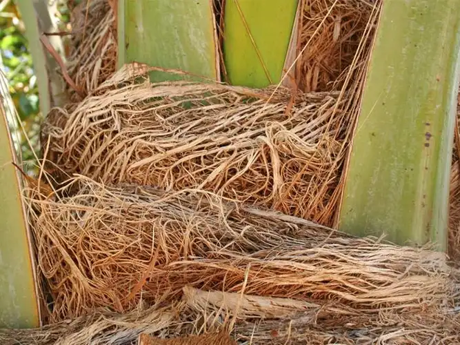 palm fiber