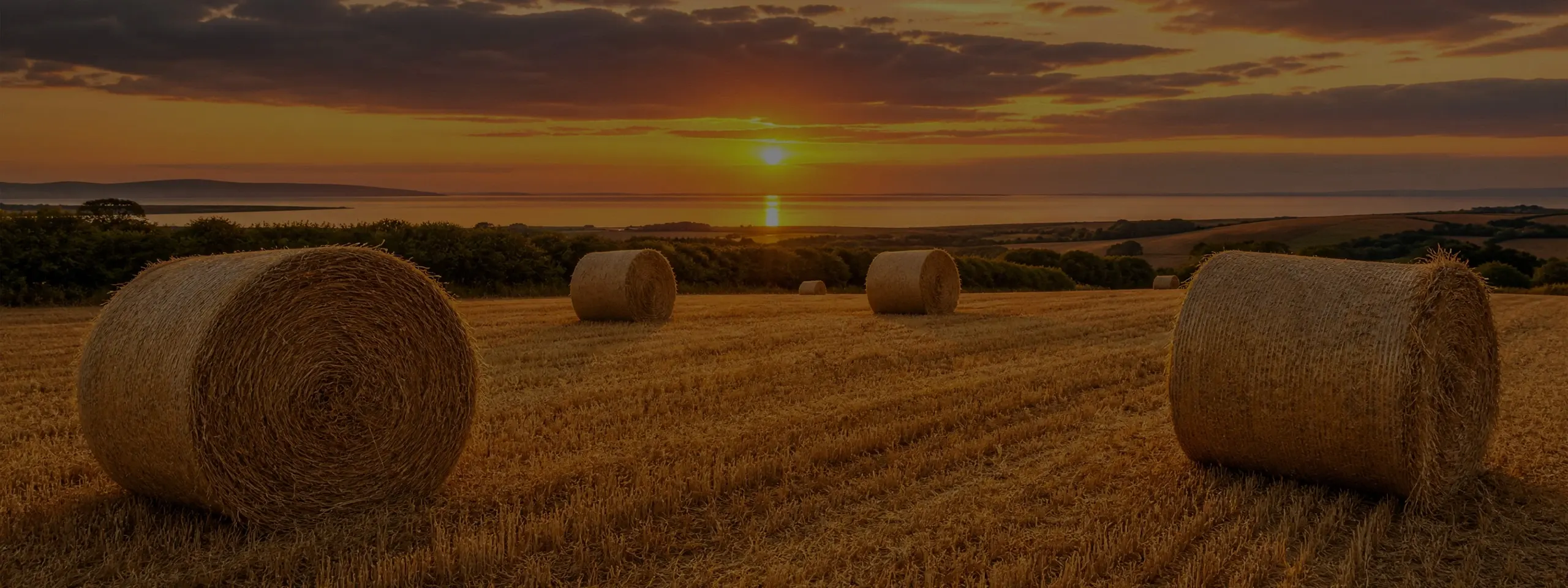 stubble field