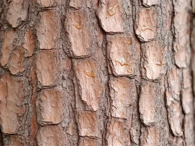 tree bark