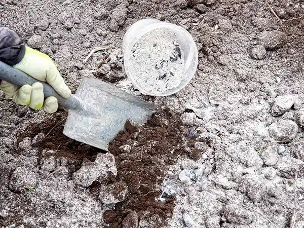 Plant Ash