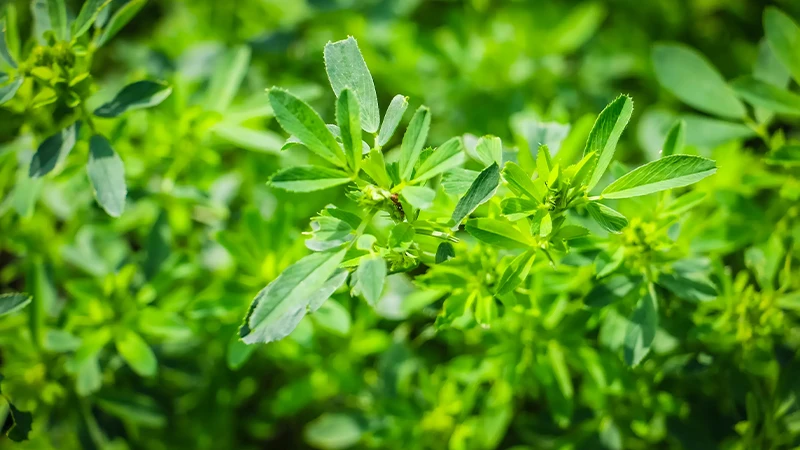 foglia di erba medica