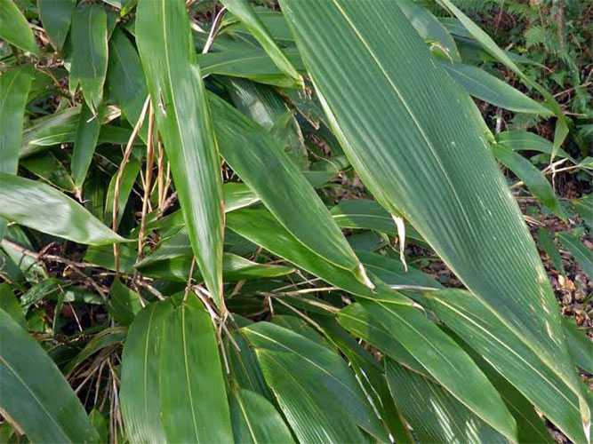 bamboo leaves
