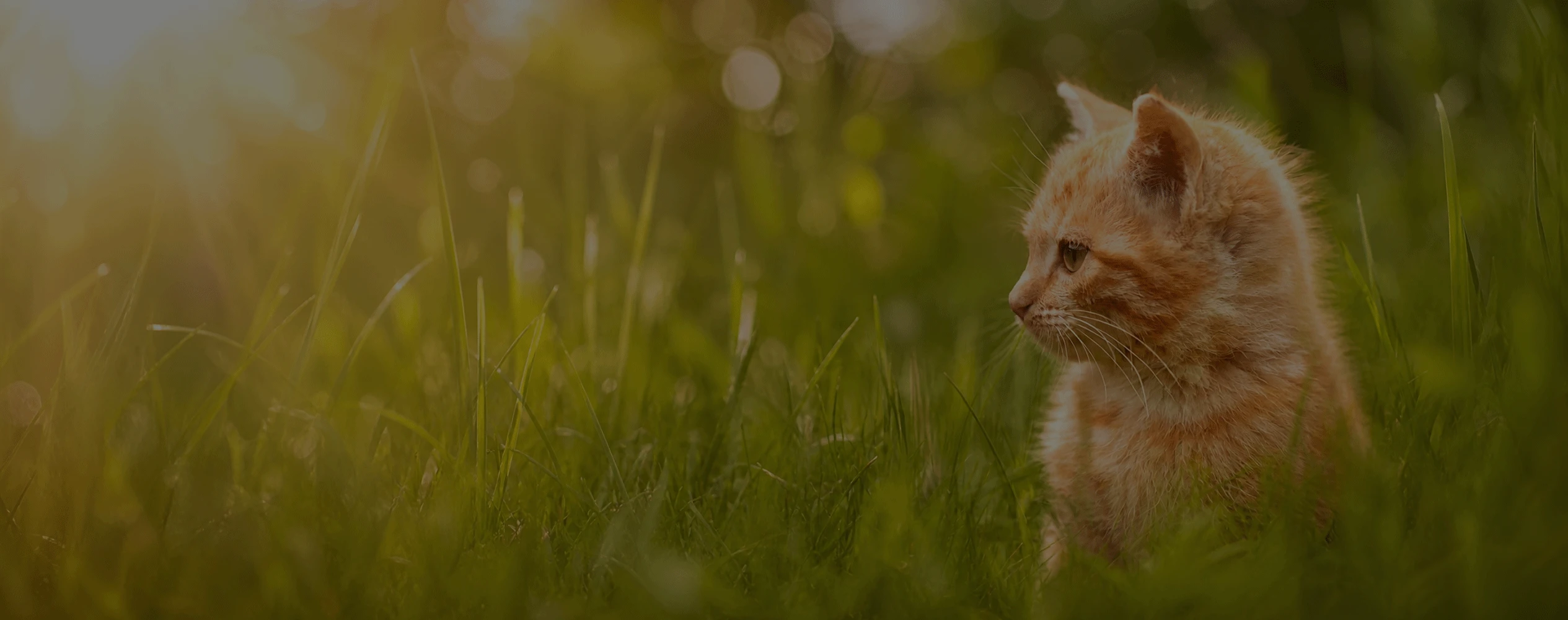 cat on the grass