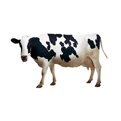 mucca