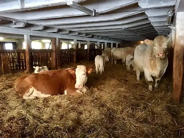 grass bedding mixed with cattle manure