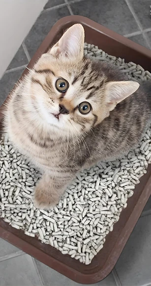 lettiera per gatti a base di polpa di carta
