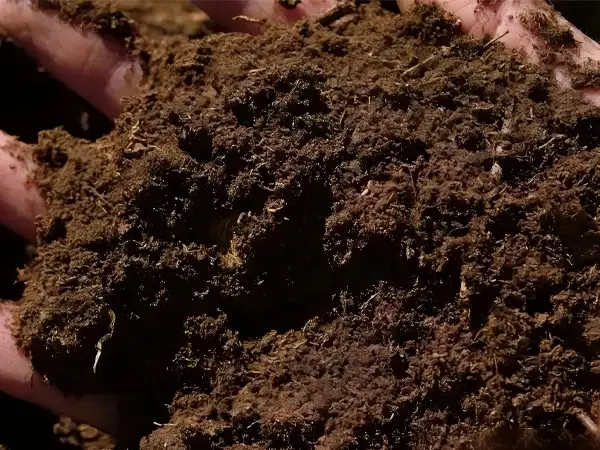 peat soil