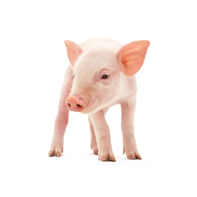 maialino