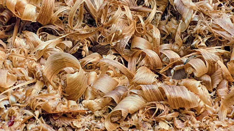 trucioli di pino