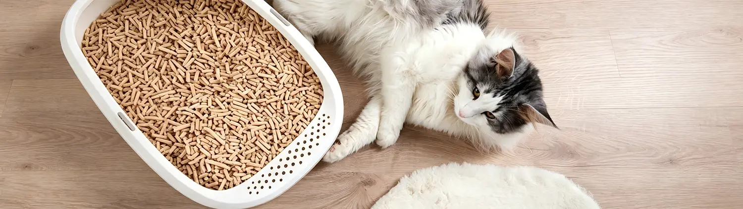 pine wood cat litter and kitty