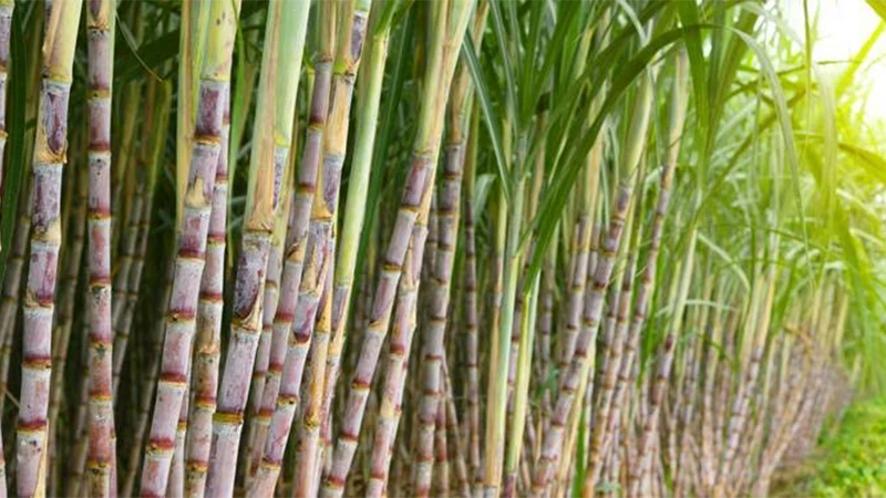 piantagione di canna da zucchero