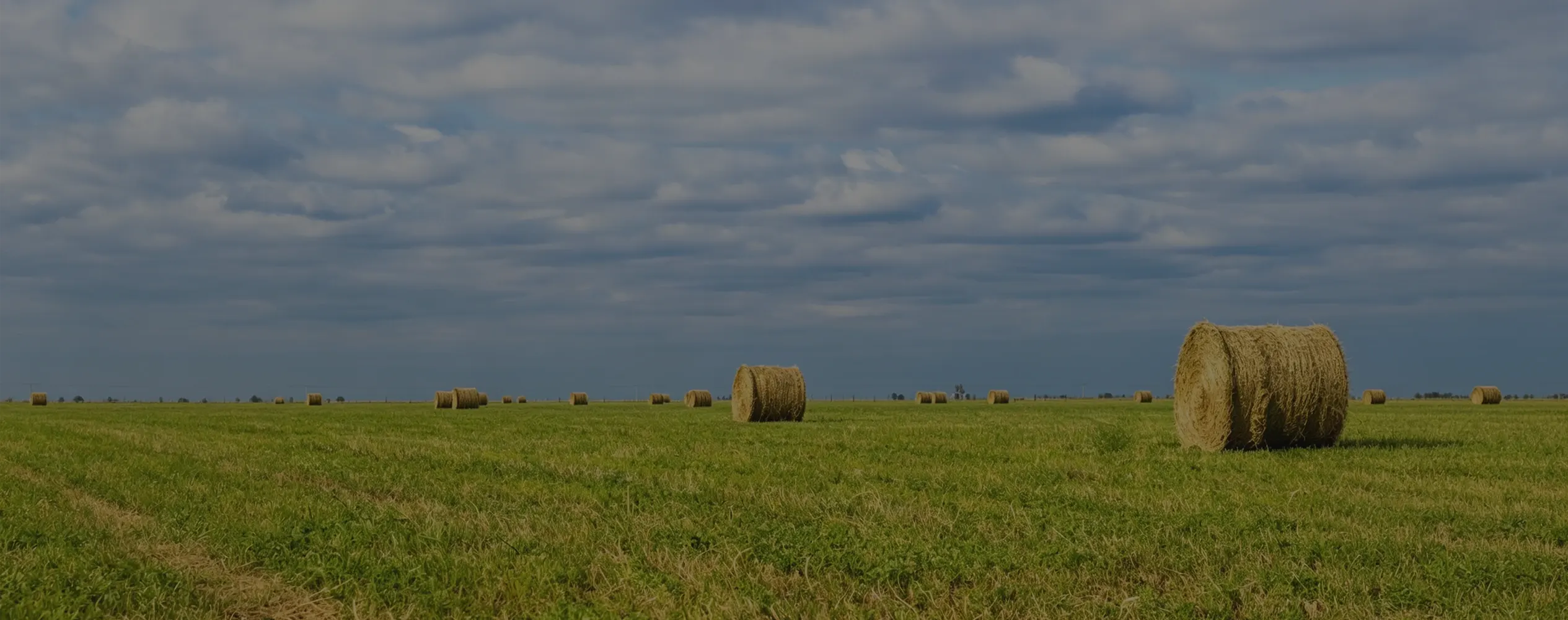 alfalfa hay bales