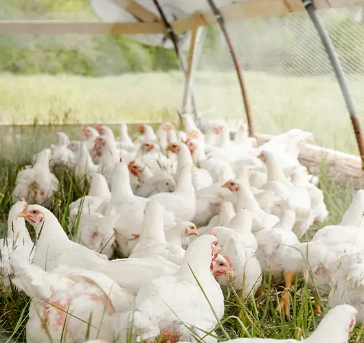 white-feathered broiler